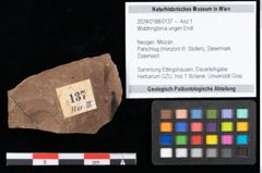 Foto (Objekt + Etikett) von Widdringtonia ungeri Endl. (NHMW-GEO-2024-0188-0137)